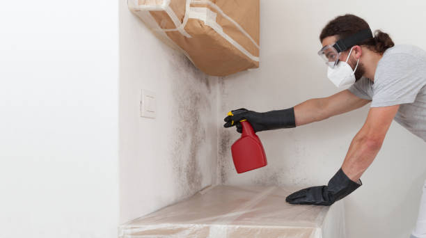 Professional Black Mold Removal technician working in Newton Highlands, MA