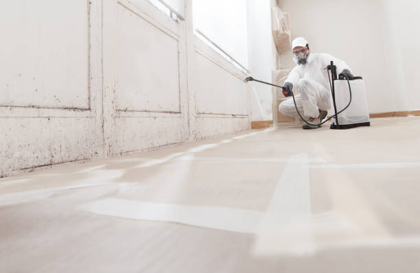 24/7 Emergency Black Mold Removal experts in Newton Highlands, MA
