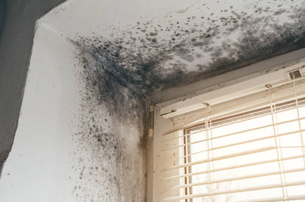 Trusted Black Mold Removal service in Newton Highlands, MA - Cheap Mold Removal